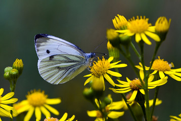 Pieris napi / Piéride du navet