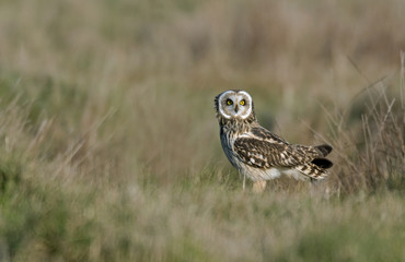 Asio flammeus / Hibou des marais