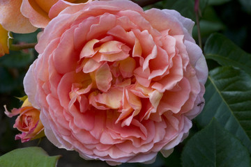 Rosa x / Rose 'Abraham Darby'