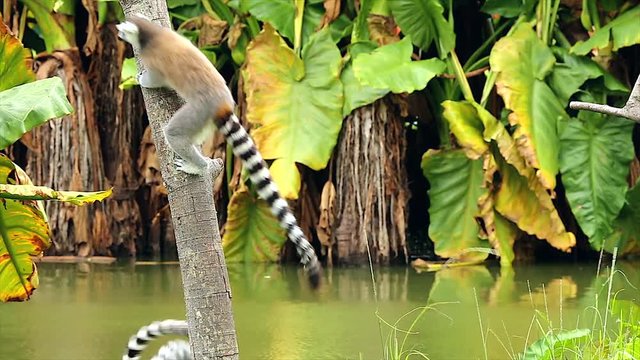 Ring-tailed Lemurs (Lemur catta) run along and play by jumping around on a branch in Madagascar. This is a large and endangered (near threatened) lemur species.