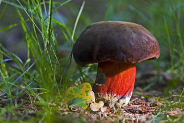 Boletus erythropus / Bolet à pied rouge