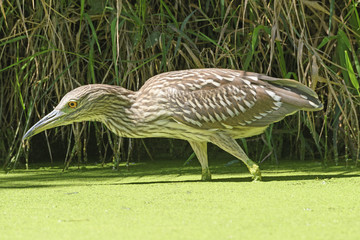 Immature black Crowned Night Heron