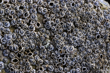 Balanus balanoides / Balane commune