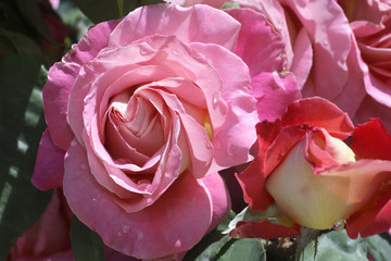 Rosa x / Rose 'Fêtes galantes'