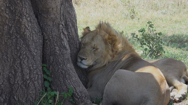 Прайд африканских львов.Увлекательное сафари-путешествие по африканской саванне. Танзания.