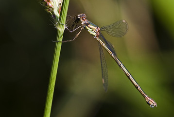 Lestes viridis / Leste verdoyant