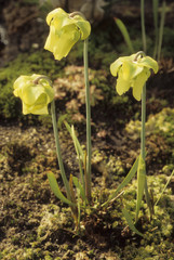 Sarracenia flava / Sarracénie jaune