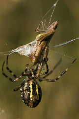 Argiope bruennichi / Epeire fasciée