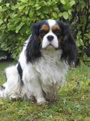 Chien / Race : Cavalier King Charles