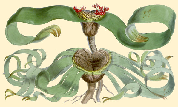 Illustration botanique / Welwitschia mirabilis / Welwitschie