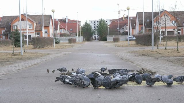 Flock of pigeons eating switchgrass in the urban park outdoors