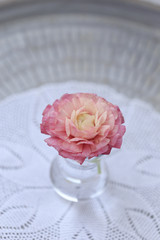 Pink ranunculus in small glass vase