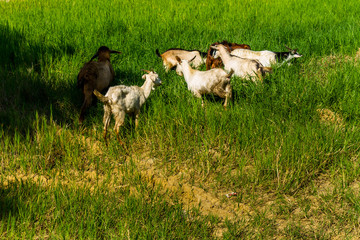 Goats in natural background