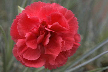 Dianthus x / Oeillet mignardise  'Diana'