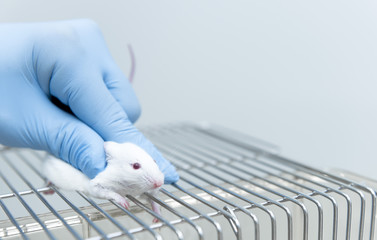 Researcher holds the experimental mice for test