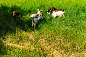 Goats in natural background