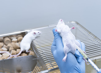 Researcher administered drug into the mice by intraperitoneal injection 
