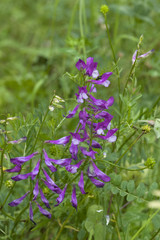 Vicia villosa / Vesce velue / Vesce des sables