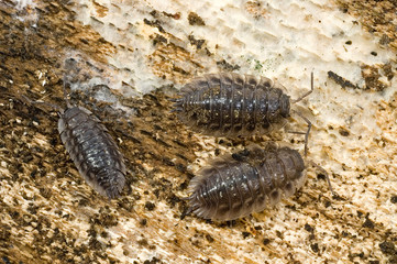 Porcellio scaber / Cloporte des caves / Isopose