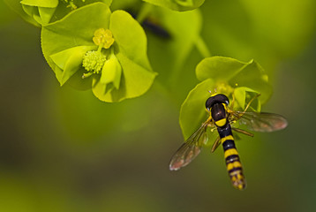 Sphaerophoria scripta / Syrphe porte-plume / Syrphe du groseillier