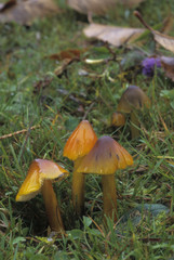 Hygrocybe conica / Hygrophorus conicus / Hygrophore conique