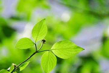 Fototapeta na wymiar close up on green leaves
