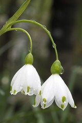 Leucojum aestivum / Nivéole