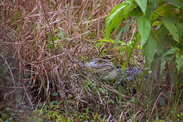 Young American Alligator (Alligator mississippiensis) hiding behind grasses