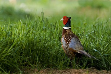 Phasianus colchicus / Faisan de Colchide / Mâle