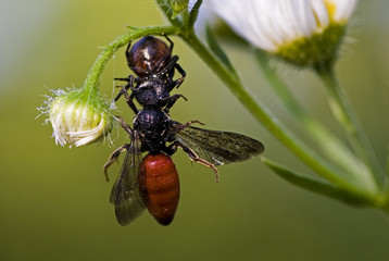 Synaema globosum / Araignée napoléon