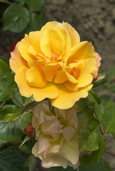 Rosa x / Rose 'Tequila'