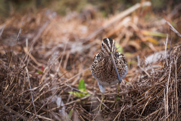 Wilson's Snipe (Gallinago delicata) walking in marsh grasses