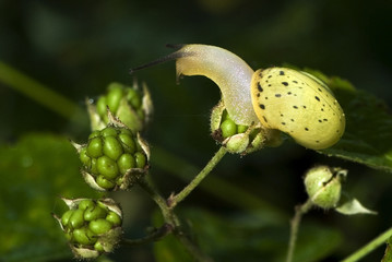 Cepaea hortensis / Escargot des jardins