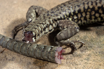 Podarcis muralis / Lézard des murailles