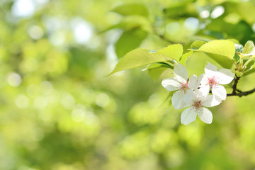 桜の花　新緑

