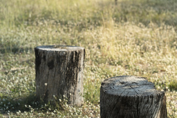 Stump tree plant on green grass field
