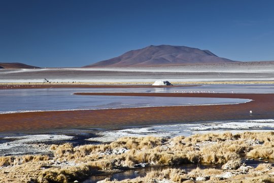 The Laguna Colorada contains borax islands, whose white color contrasts with the reddish color of its waters, which is caused by red sediments and pigmentation of some algae - Bolivia South America