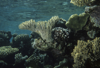 Naklejka na ściany i meble Acropora sp. / Corail / Mer Rouge / Israël