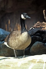 Canada Goose