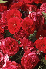 Rosa x / Rose 'Tilt Symphonie'