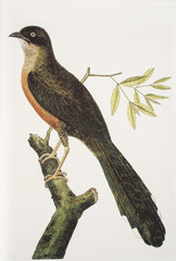 François Nicolas Martinet / Coua coquereli / Coua de Coquerel