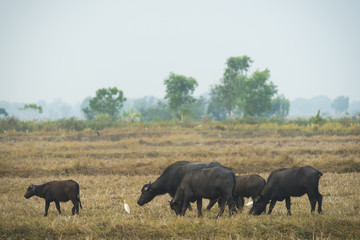Naklejka na ściany i meble Buffalo in the field of Thailand
