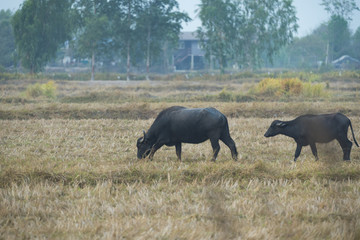 Buffalo in the field of Thailand