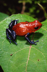 Dendrobate pumilio / Grenouille des fraises