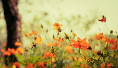 Thymophylla Tenuiloba (Dahlberg Daisy) nature background with vintage tone.