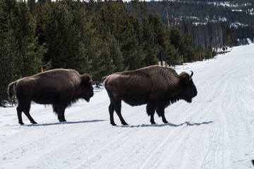 Bison in national park in the winter season