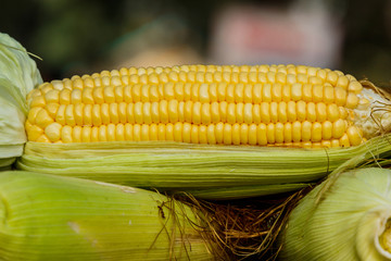 sweet corn with some ears partially husked