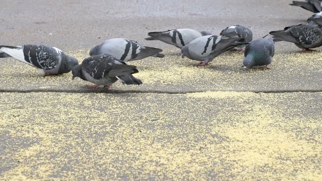 Flock of pigeons eating switchgrass in the urban park outdoors
