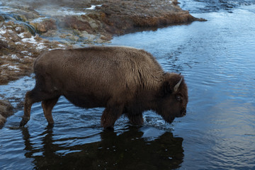 American bison at Firehole river, Yellowstone National Park