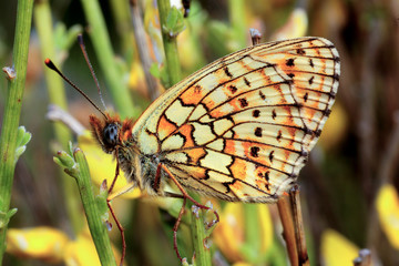 Didymaeformia didyma / Mélitée orangée